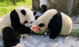 娱乐圈吃瓜熊猫,熊猫视角下的吃瓜盛宴
